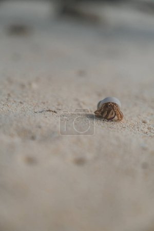 Close-up of a hermit crab in a shell on sandy beach, Cozumel, Mexico