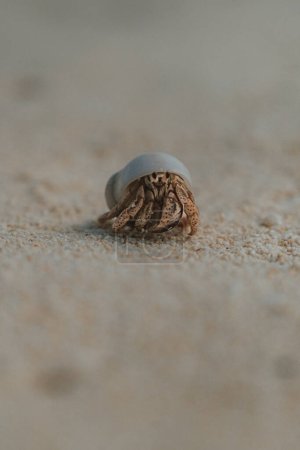 Gros plan d'un crabe ermite dans une coquille sur une plage de sable fin, Cozumel, Mexique