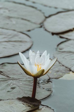 Elegante lirio de agua blanca floreciendo en un estanque tranquilo, Cozumel, México