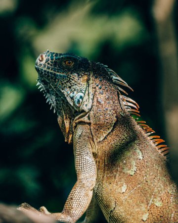 Majestic green iguana with detailed scales, perched in Cozumel, Mexico