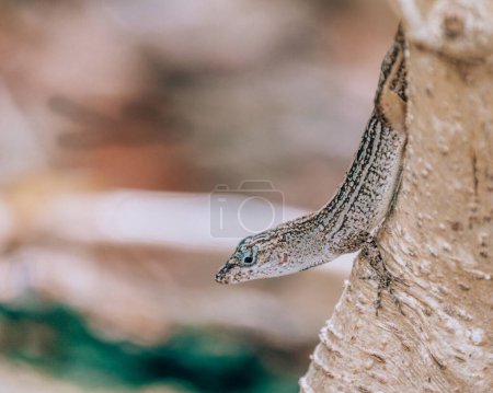 Primer plano de un esbelto lagarto posado sobre un tronco de árbol, Cozumel, México.