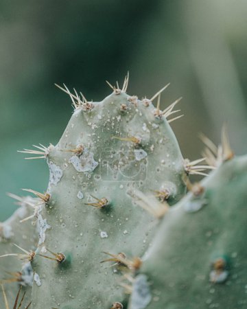 Clúster denso de cactus espinosos, símbolo de los paisajes áridos de Cozumel, México