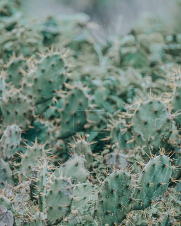 Dense cluster of prickly cacti, a symbol of the arid landscapes of Cozumel, Mexico