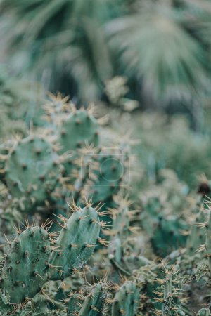 Grappe dense de cactus épineux, symbole des paysages arides de Cozumel, Mexique