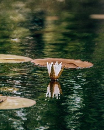 Lirio de agua blanca floreciendo en un estanque sereno con agua reflectante, Cozumel, México