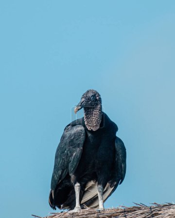 Black vulture perched on a straw-covered roof against a clear sky in Cozumel, Mexico