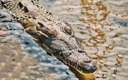 Gros plan d'un crocodile dans l'eau, Cozumel, Mexique