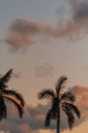 Sunset silhouette of palm trees against a cloudy sky