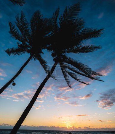 Téléchargez les photos : Des palmiers silhouettés contre un ciel spectaculaire au coucher du soleil - en image libre de droit