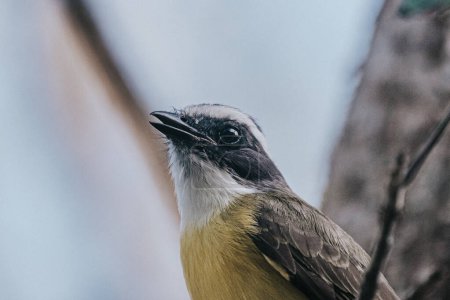 Primer plano de un pájaro de pecho amarillo, Chichén Itzá, Tulum