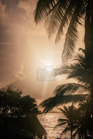 Silhouetted palm trees against a dramatic sunset sky