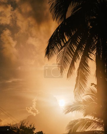 Silhouette Palmen vor dramatischem Sonnenuntergang