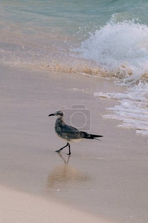 Seabird walking on sandy beach, Playa Del Carmen, México