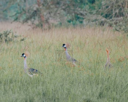 Grulla crestada ugandesa en el parque nacional Mauro, ave nacional de Uganda, África