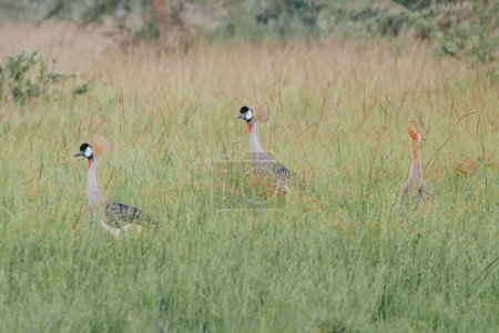 Grue à crête ougandaise dans le parc national Mauro, Oiseau national de l'Ouganda, Afrique