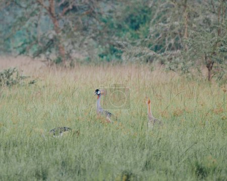 Grulla crestada ugandesa en el parque nacional Mauro, ave nacional de Uganda, África