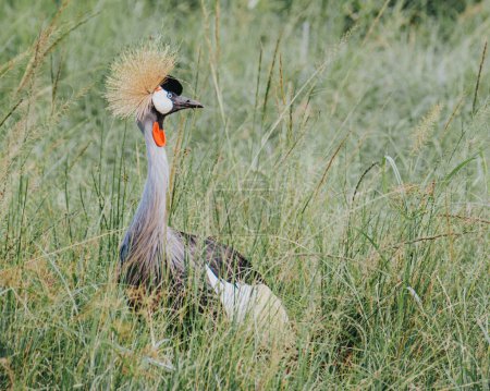 Ugandan Crested Crane in Mauro National park, National bird of Uganda, Africa	