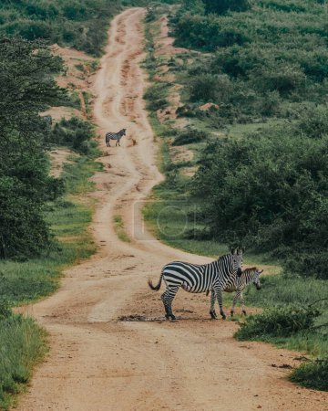 Photo for Plain zebra with a calf - Mburo National Park, Uganda - Royalty Free Image