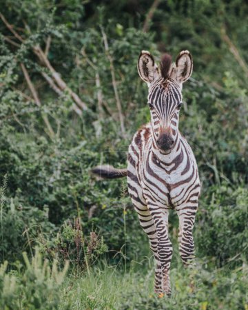 Kalb des Flachzebras - Mburo Nationalpark - Uganda