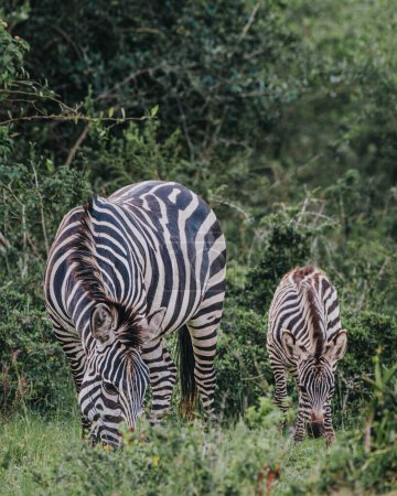 Plain zebra with a calf - Mburo National Park, Uganda