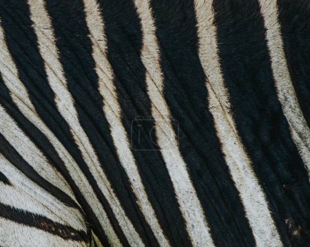 Zebra pattern close up