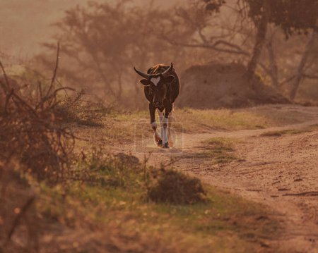 Vaca Ankole avanza a lo largo de un polvoriento sendero ugandés al atardecer