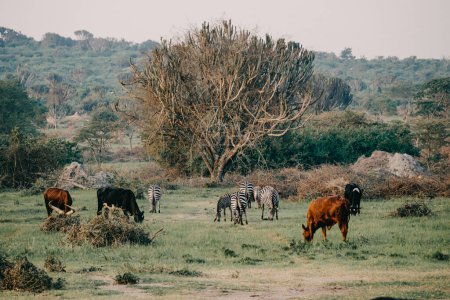 Cebras y ganado pastando juntos en el desierto de Uganda