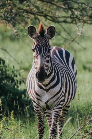 Zebra im hohen Gras in Uganda