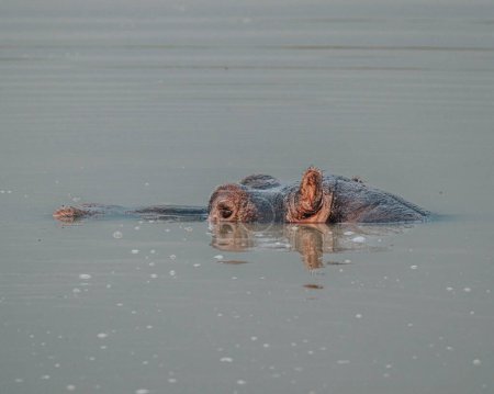 Foto de Hipopótamo en el canal Kazinga en el Parque Nacional Reina Isabel, Uganda - Imagen libre de derechos