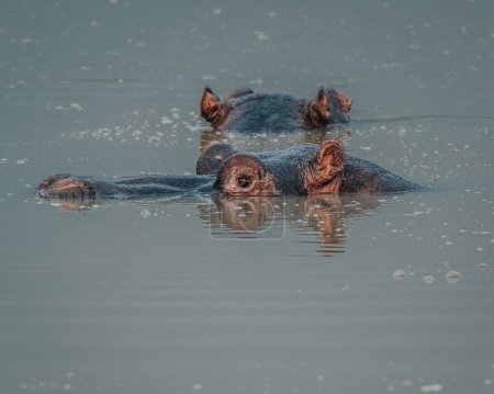 Foto de Hipopótamo en el canal Kazinga en el Parque Nacional Reina Isabel, Uganda - Imagen libre de derechos
