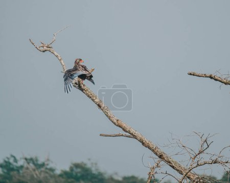 Foto de Bateleur Águila posada y lista para volar en el cielo de Uganda - Imagen libre de derechos