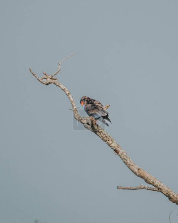 Photo for Bateleur Eagle perched and ready for flight in Uganda's sky - Royalty Free Image