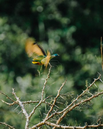 Téléchargez les photos : Petite mangeuse d'abeilles vibrante sur une branche épineuse. - en image libre de droit