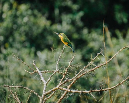 Vibrant Little Bee-Eater on a thorny branch.