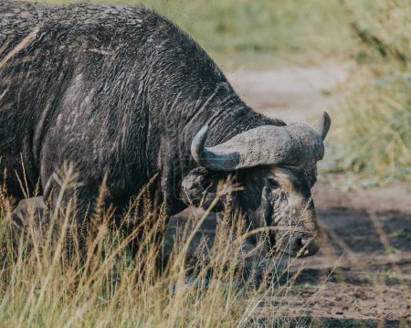 Water buffalo in lush Ugandan grassland
