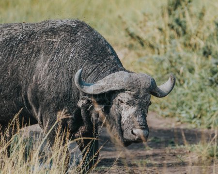 Water buffalo in lush Ugandan grassland
