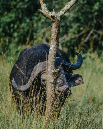 Büffel kratzt an einem Baum in Uganda.