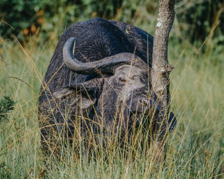 Buffalo scratching on a tree in Uganda.