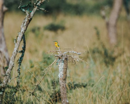 Foto de Pequeño abejorro vibrante en una rama espinosa. - Imagen libre de derechos