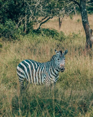 Zebra in tall grass in Uganda