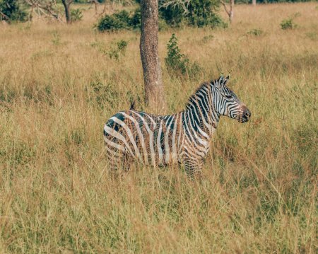 Zebra in tall grass in Uganda