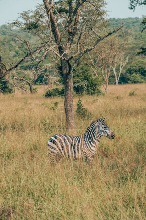 Cebra en hierba alta en Uganda
