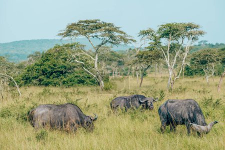 Wasserbüffel im üppigen ugandischen Grasland
