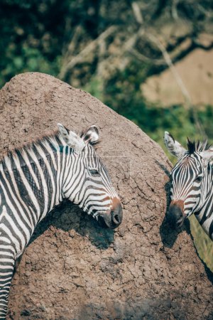 Zebras scratching over anthill in Uganda