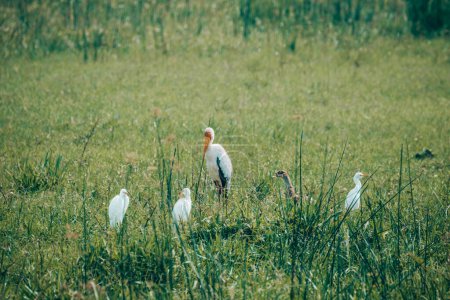 A Yellow-billed Stork amid egrets foraging in Uganda's grassy wetlands