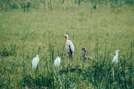 A Yellow-billed Stork amid egrets foraging in Uganda's grassy wetlands