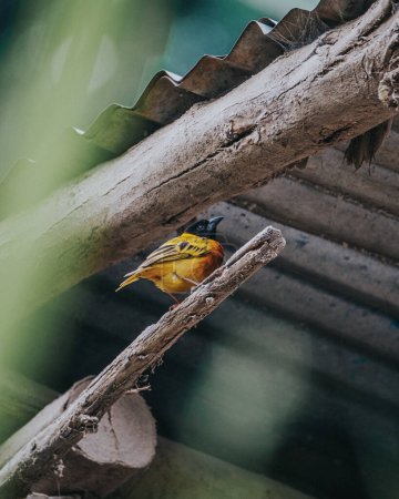 Ave tejedora de zorro, distintiva por su plumaje amarillo brillante y su cara negra, encaramada en una rama en su entorno natural en Uganda