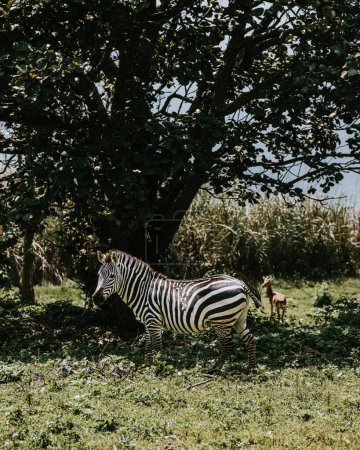 Portrait of grazing Zebra in Uganda