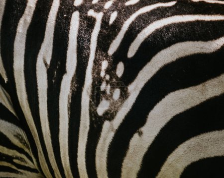 Nahaufnahme Zebras Fell Textur
