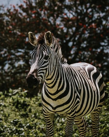 Portrait of grazing Zebra in Uganda